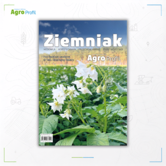 ziemniak