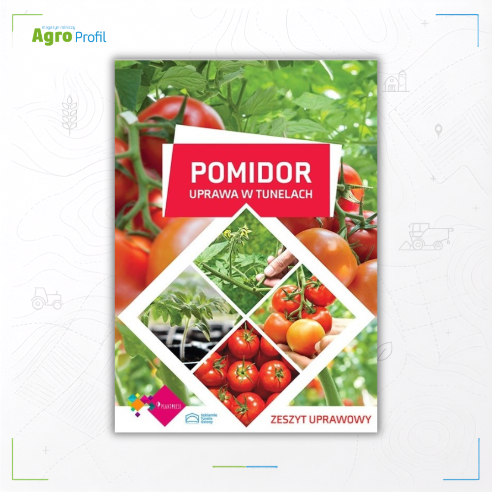 Pomidor