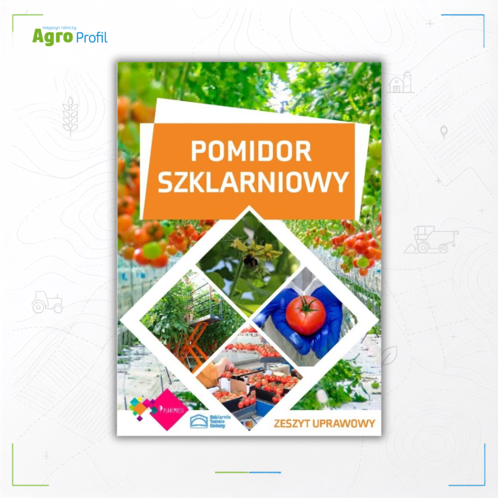 Pomidor szklarniowy