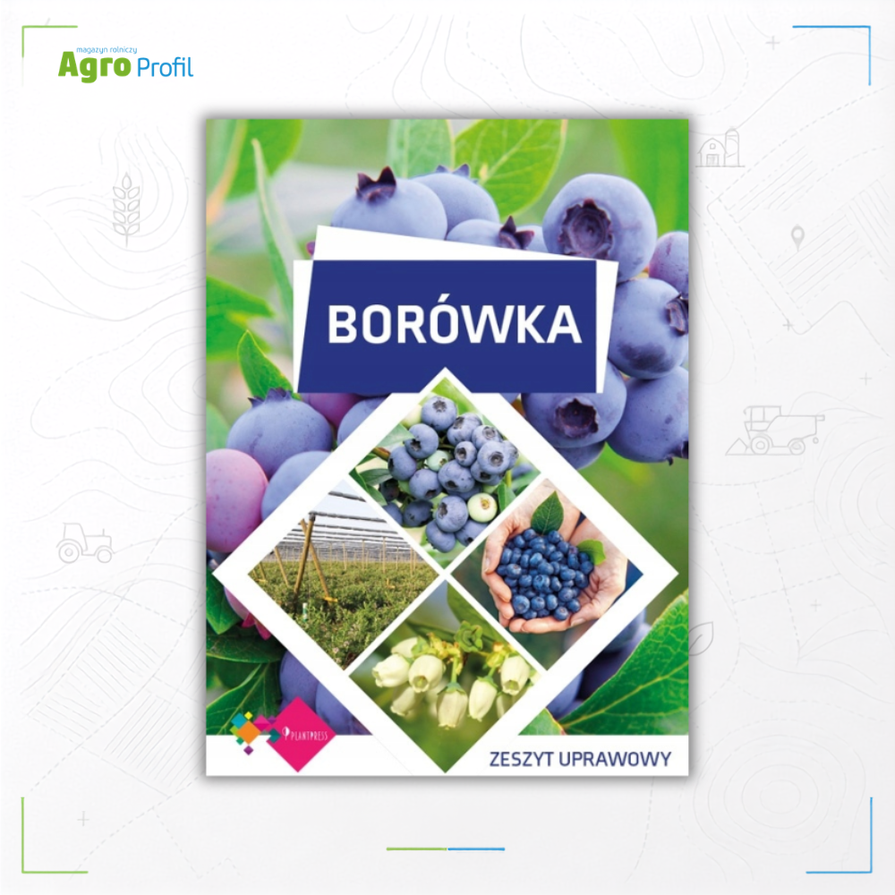 borówka