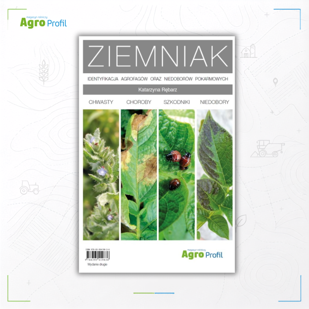ziemniak